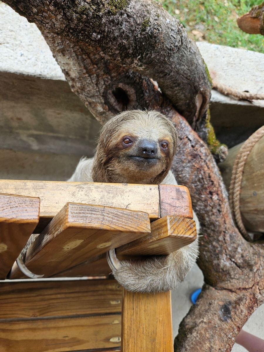 Sloth